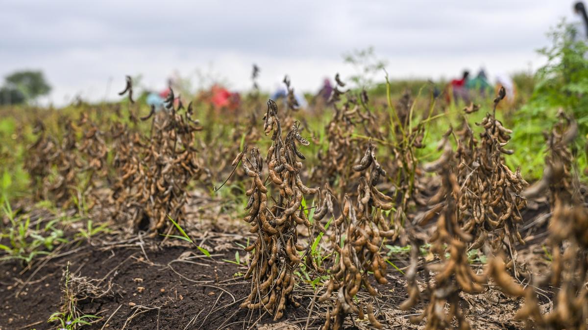 Parched and damaged crop fields in Maharashtra highlight the agricultural distress caused by deficient monsoon rainfall.
