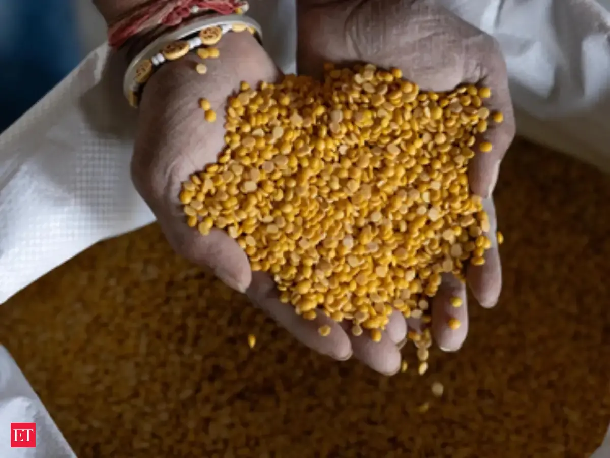 A person holds yellow pulses, which are being considered for import duty reductions to help lower domestic food inflation in India.
