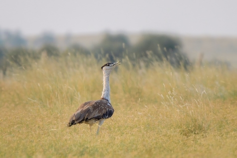 A Great Indian Bustard stands in its natural habitat at Desert National Park in Jaisalmer.